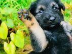 German Shaperd Puppies