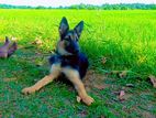 Germen Shepherd Puppy