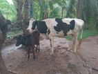 Diary Cow with Calf