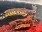 GC fish
