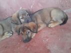 German Shepherd Mix Puppies