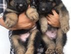 Gearman Shepherd Puppies