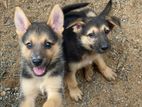 Gearman shepherd puppies