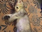 Kittens