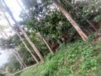 Land for Sale කුඹුක්කන