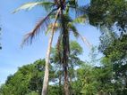 Land for Sale Bibile