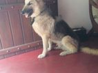 Geman Shepherd Dog