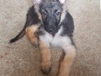 German Shepherd Puppy