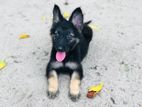 German Shepherd Puppy