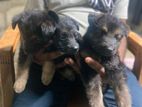 German Shepherd Puppies