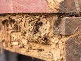 General Pest Termite Control