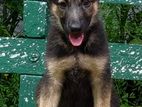 German Shepherd Female Puppy