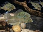 Geophagus Sveni Fish