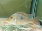 Geophagus sveni