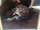 German Shepherd Puppy