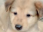German Shepherd Puppy