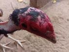 Aseel Rooster
