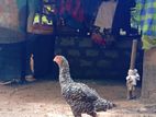 Velladiyan Rooster