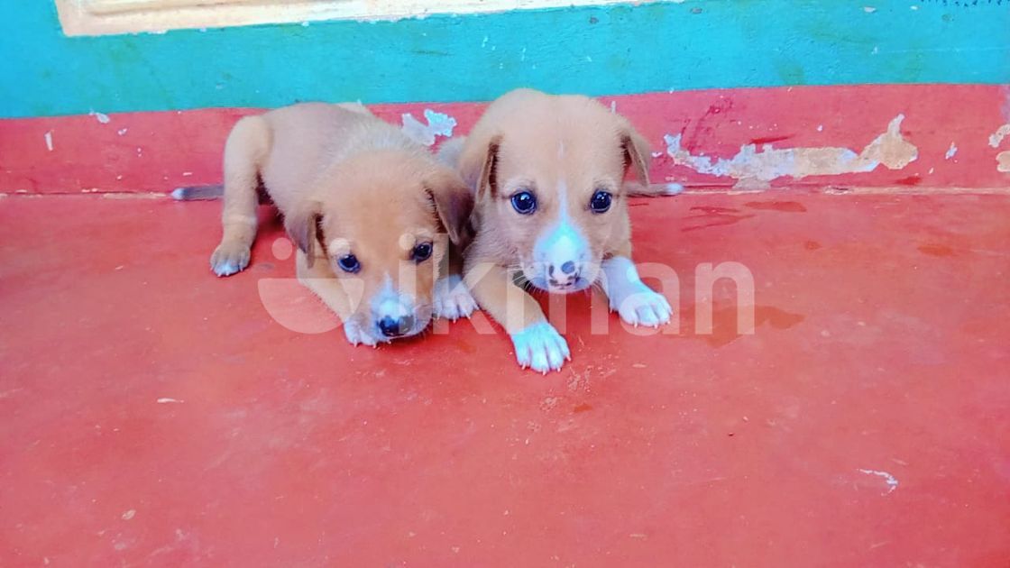 Mix German Shaperd Puppies for Sale in Jaffna City ikman