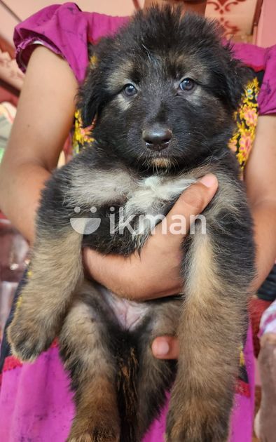 German Lion Shepherd Puppies for Sale in Jaffna City | ikman