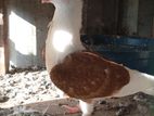German Owl Pigeon