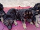 German Shepard බලු පැටවුන්