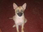 German Shepherd Puppy