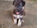 German Shepherd Puppies