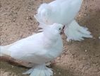 German Double Crested Chicks
