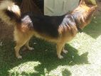 German Loin Shepherd Male Dog