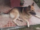 German Lion Shepherd Male