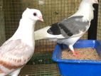 Pigeons