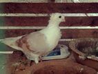 Pigeons