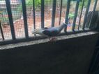 Pigeon