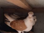 German Owl Pigeon