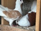 German Owl Pigeon