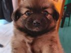 German Pomeranian Puppies