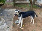 German Shepherd Dog