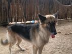 German Shepherd Dog