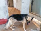 German Shepherd