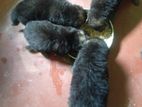 German Shepherd Mixed Cross Puppies
