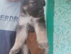 German Shephard Puppy