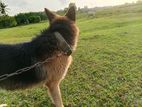 german serped dog