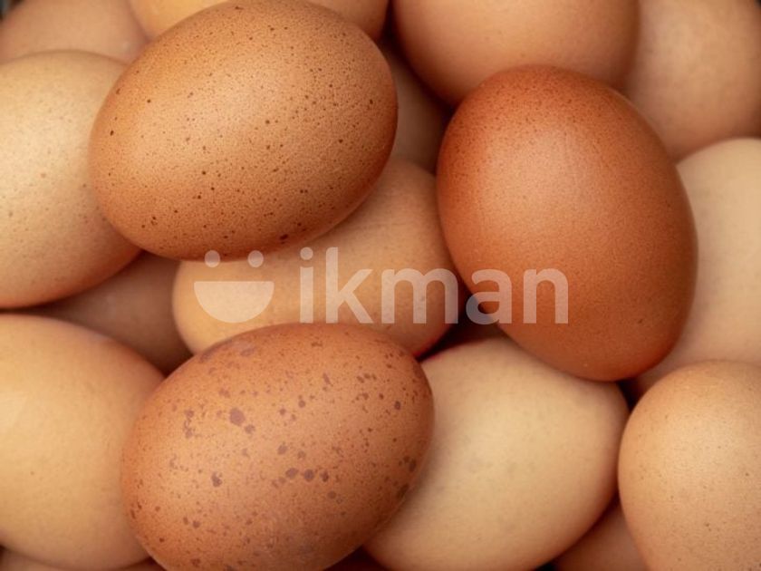 German Shamo Eggs for Sale in Akurana | ikman