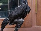 Shamo Rooster