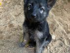 German Shepherd Puppy