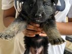 German Shepherd Puppy