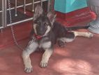 German Shepherd Puppies