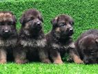 German Shepherd Puppies