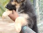 German Shaped Dog